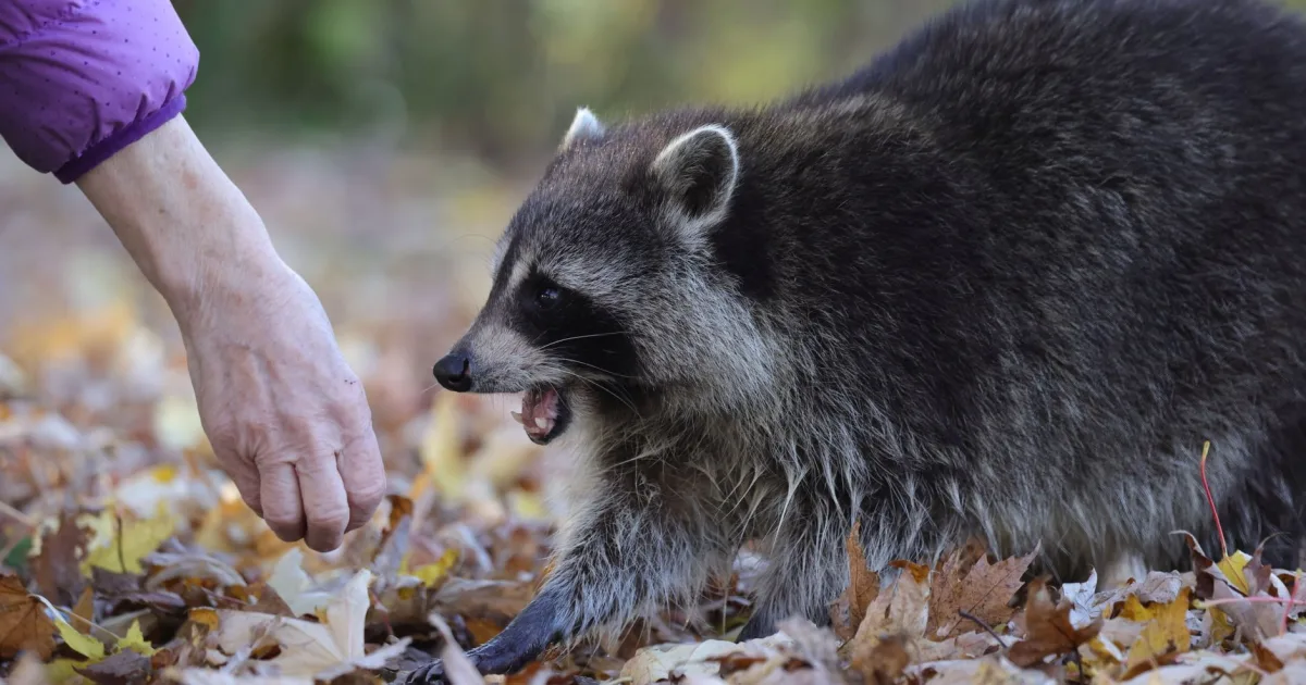 Nah Cuh raccoon meme, a GenZHype entry