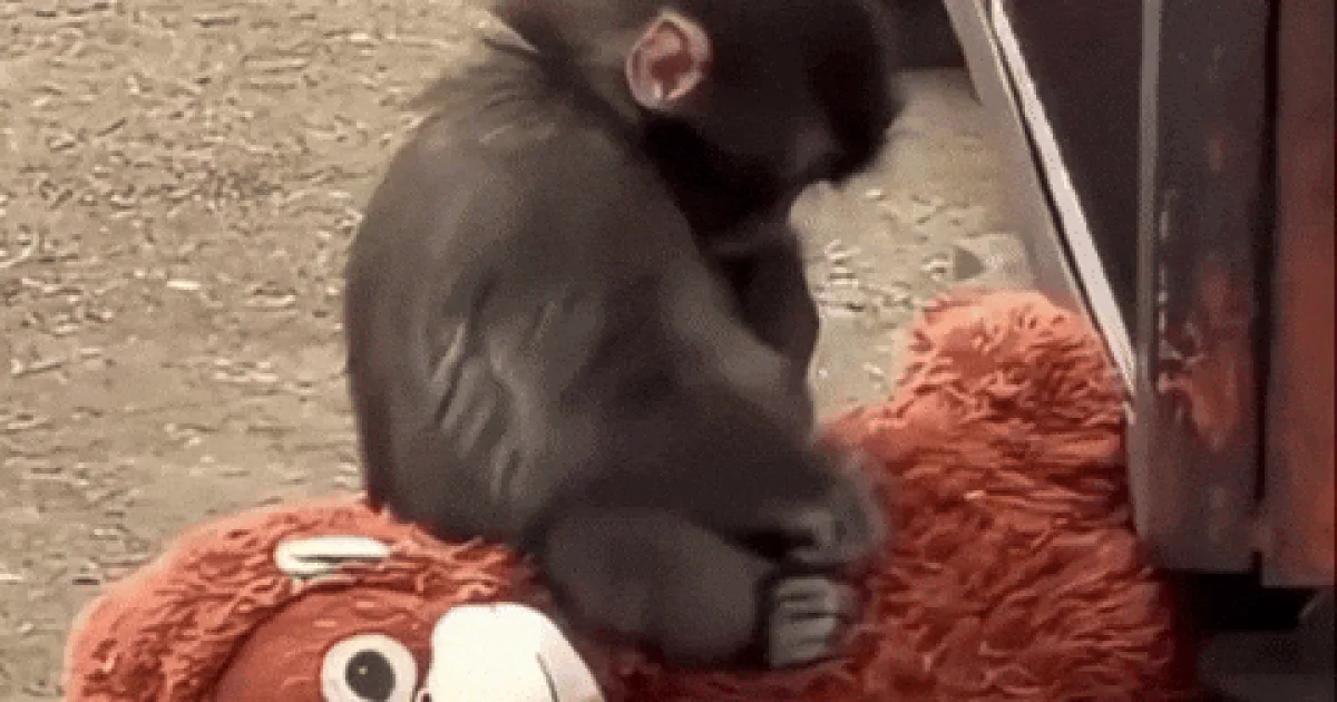 punch the monkey, a GenZHype entry