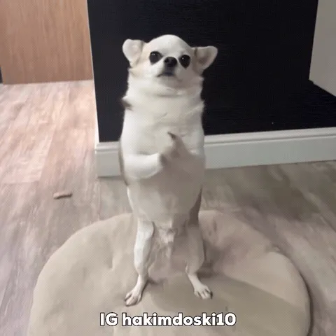 AI Cat Clapping meme meme, example 1
