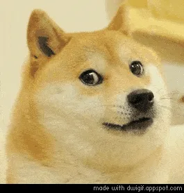 doge meme, example 1