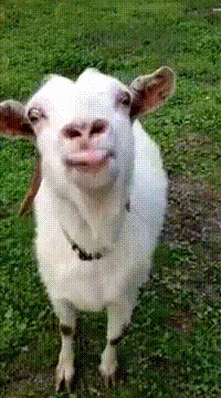 goat meme, example 1