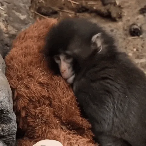 punch the monkey meme, example 1