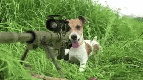 snipe meme, example 2
